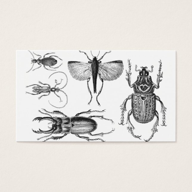 Käfer und Bugs (Vorderseite)