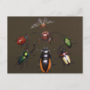 Käferzirkel Postkarte