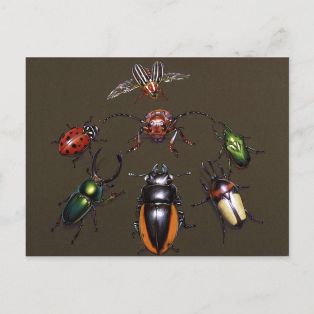 Käferzirkel Postkarte (Vorderseite)