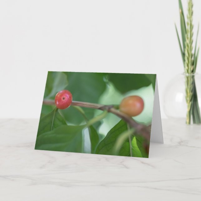 Kaffee Cherries Nature Foto Karte (Vorderseite)