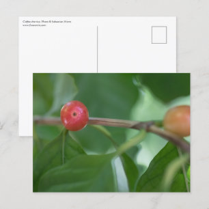 Kaffee Cherries Nature Foto Postkarte