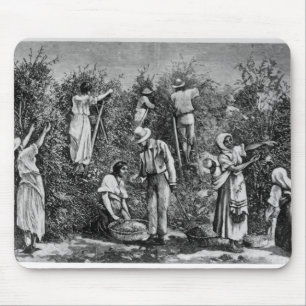 Kaffee-Ernte Mousepad