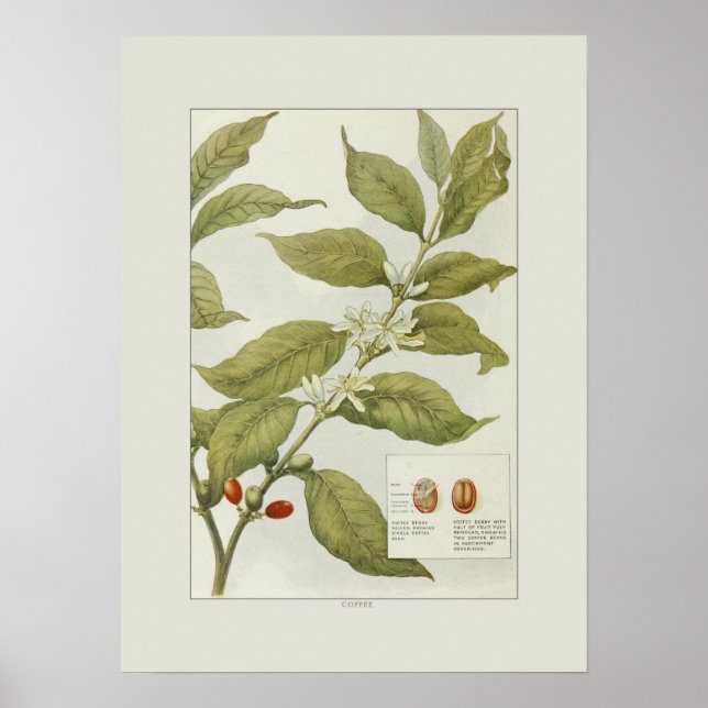 Kaffee Poster (Vorne)