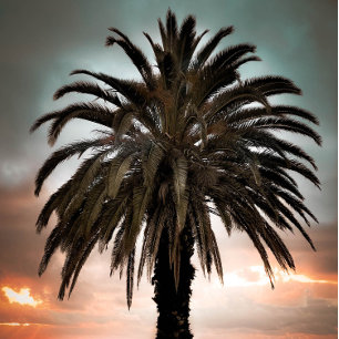 Kaffee Tasse Leben meine beste Palme & Sonnenunter