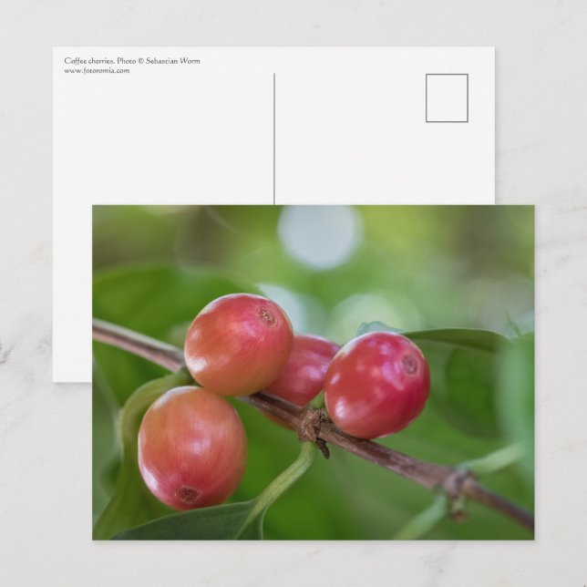 Kaffeekirschen Postkarte (Vorne/Hinten)