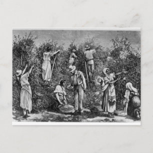 Kaffeesehe Postkarte