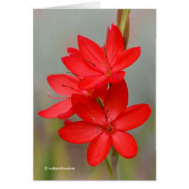 Kaffir Lily / River Lily / Hesperantha Coccinea