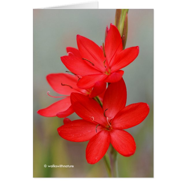 Kaffir Lily / River Lily / Hesperantha Coccinea (Vorne)