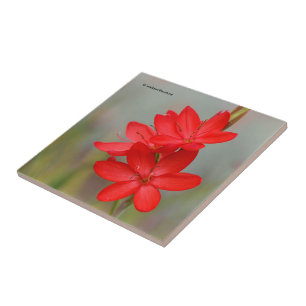 Kaffir Lily / River Lily / Hesperantha Coccinea Fliese