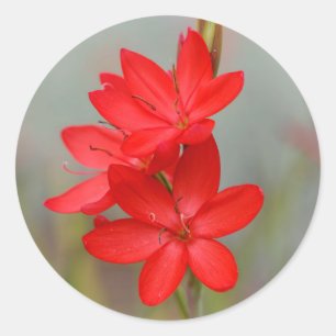 Kaffir Lily / River Lily / Hesperantha Coccinea Runder Aufkleber