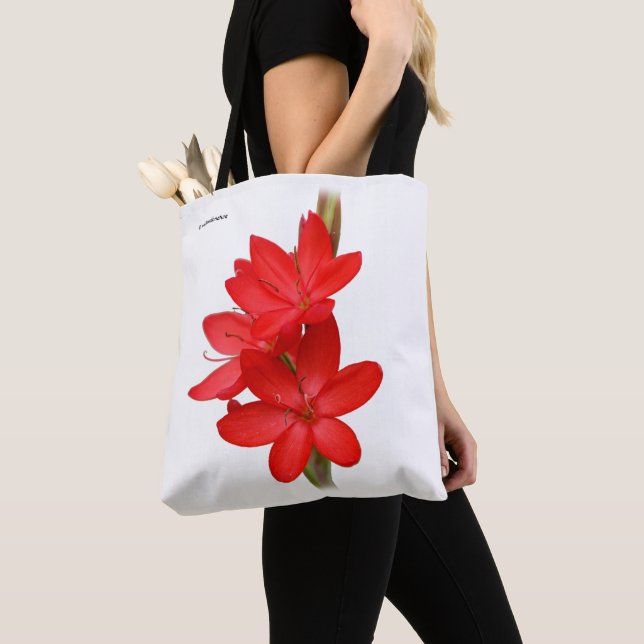 Kaffir Lily / River Lily / Hesperantha Coccinea Tasche (Von Nahem)