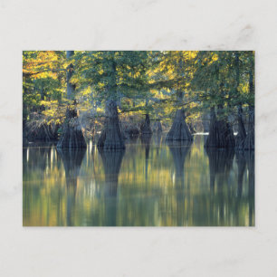 Kahlen Zypressenbäume Horseshoe Lake Illinois Postkarte