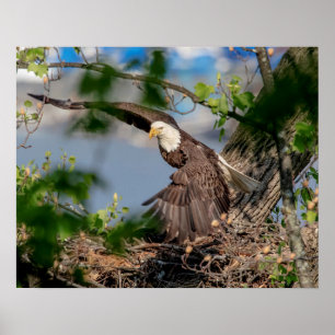 kahler Adler 20x16, der das Nest verlässt Poster