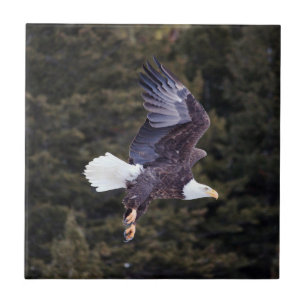 Kahler Adler-Keramik-Fliese klein (4,25" x 4,25") Fliese