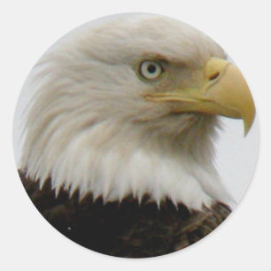 Kahler Adler-Profil-Foto auf Unalaska Insel Runder Aufkleber