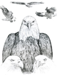 Kahl Adler Zeichnen Postkarten | Zazzle.ch