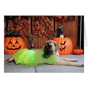 Kahlua - englischer Mastiff - Phiathep