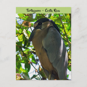 Kahnschnabelreiher in Tortuguero - Costa Rica Postkarte