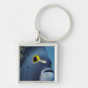 Kaimaninseln, Franzosen-Kaiserfisch Pomacanthus Schlüsselanhänger