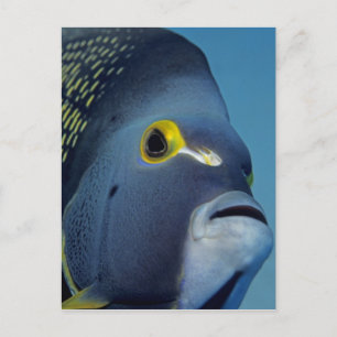 Kaimaninseln, Französischer Engelfisch Pomacanthus Postkarte