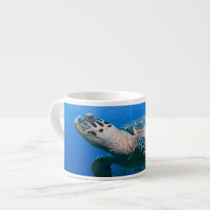 Kaimaninseln, Little Cayman Island, Unterwasser 2 Espressotasse