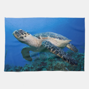 Kaimaninseln, Little Cayman Island, Unterwasser 2 Küchentuch