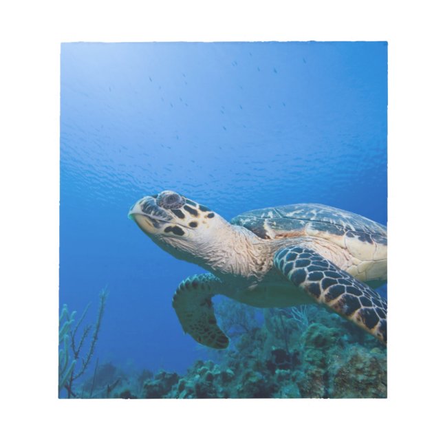 Kaimaninseln, Little Cayman Island, Unterwasser 2 Notizblock (Vorderseite)