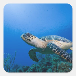 Kaimaninseln, Little Cayman Island, Unterwasser 2 Quadratischer Aufkleber