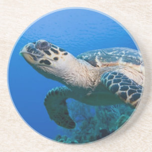 Kaimaninseln, Little Cayman Island, Unterwasser 2 Sandstein Untersetzer