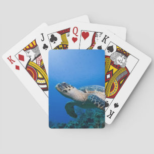 Kaimaninseln, Little Cayman Island, Unterwasser 2 Spielkarten