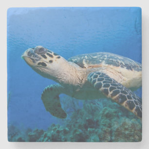 Kaimaninseln, Little Cayman Island, Unterwasser 2 Steinuntersetzer