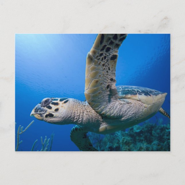 Kaimaninseln, Little Cayman Island, Unterwasser Postkarte (Vorderseite)