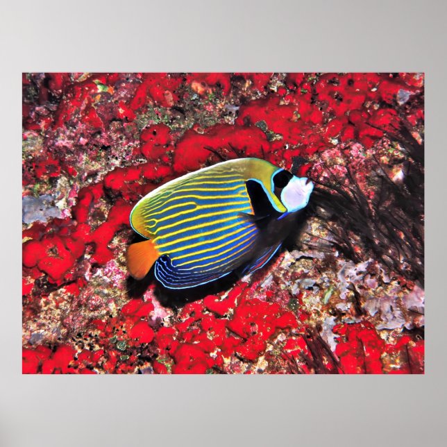 Kaiser Angelfish auf den Malediven Poster (Vorne)