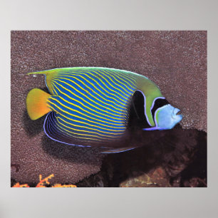 Kaiser Angelfish II Poster