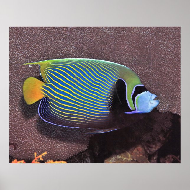 Kaiser Angelfish II Poster (Vorne)