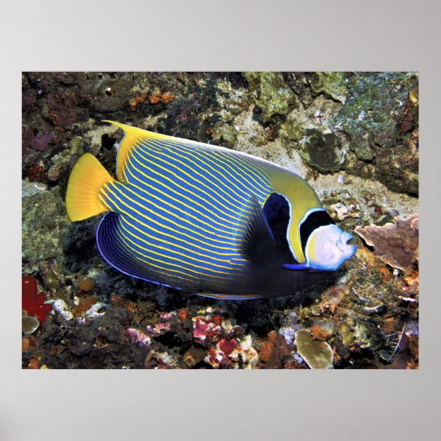 Kaiser Angelfish Nusa Penida Poster (Vorne)
