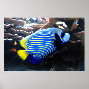 Kaiser Angelfish Poster