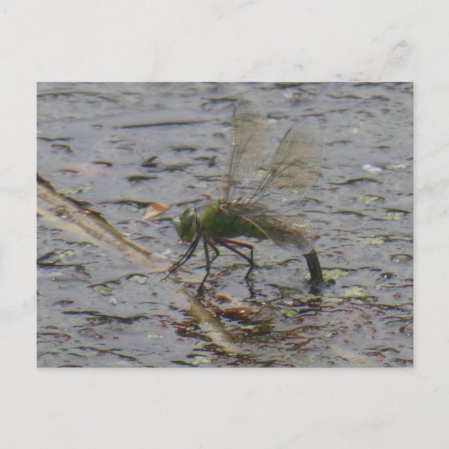 Kaiser Dragonfly Nah DIY Postkarte (Vorderseite)