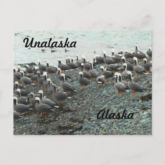Kaiser Gänse am Strand Postkarte (Vorderseite)