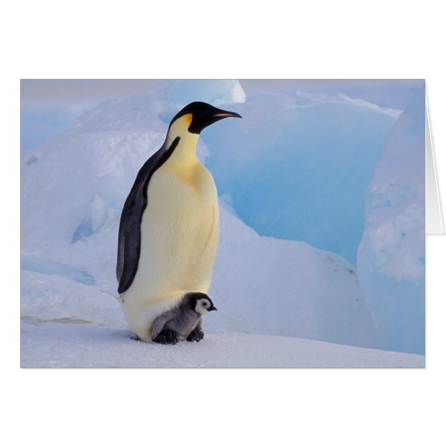 Kaiser Penguin | Aptenodytes (Vorderseite (Horizontal))
