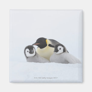 Kaiser Penguin (Aptenodytes forsteri) 2 Magnet