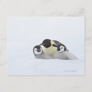 Kaiser Penguin (Aptenodytes forsteri) 2 Postkarte