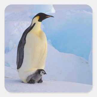 Kaiser Penguin | Aptenodytes Quadratischer Aufkleber