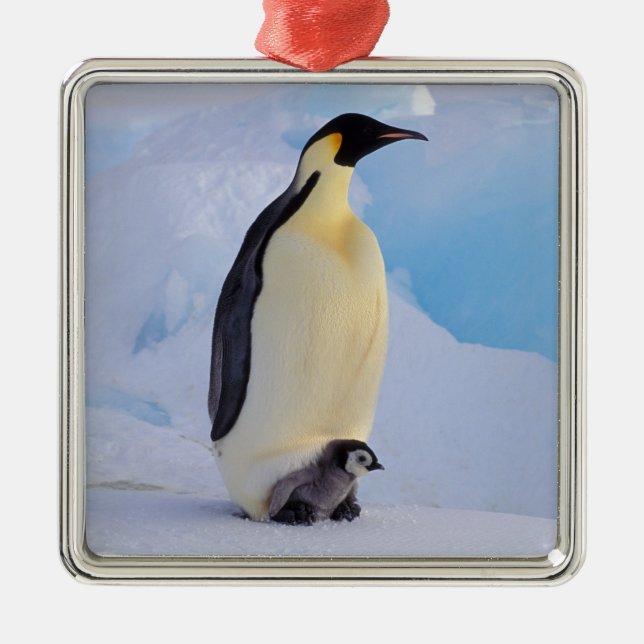 Kaiser Penguin | Aptenodytes Silbernes Ornament (Vorne)