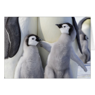 Kaiser Penguin Chick