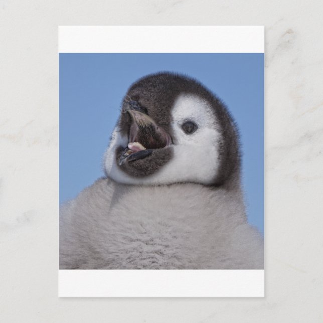 Kaiser Penguin Chick Postkarte (Vorderseite)