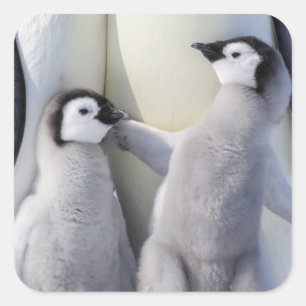 Kaiser Penguin Chick Quadratischer Aufkleber