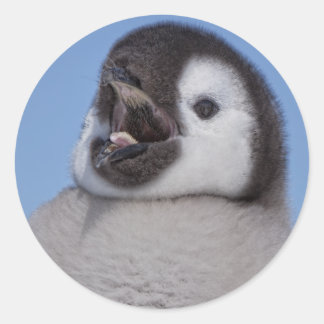 Kaiser Penguin Chick Runder Aufkleber