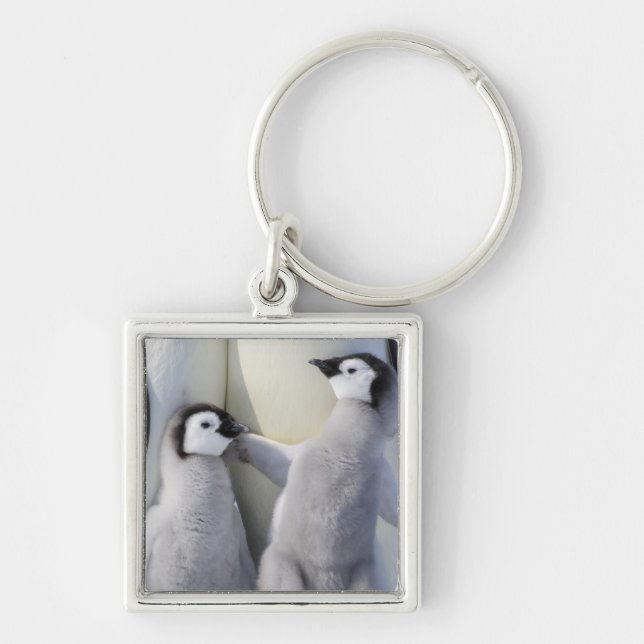 Kaiser Penguin Chick Schlüsselanhänger (Vorne)
