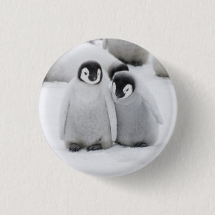 Kaiser Penguin Hühner auf Eis in der Antarktis Button
